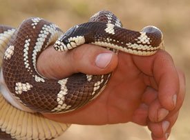 Укусила ядовитая змея: что делать, как оказать помощь, последствия укуса
